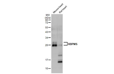 RBPMS antibody