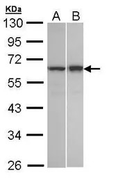 Abin 2 antibody [N1C2]