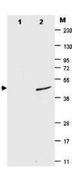 Sumo antibody [4F2.F5.G2]