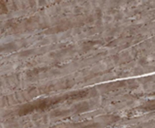 Agrin antibody [Agr-33]