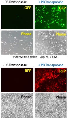 Efficient transgenesis with the Super PiggyBac Transposase and both single- and dual-promoter PiggyBac Vectors