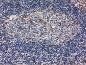 Ribonuclease Inhibitor antibod