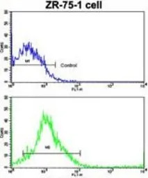 Cathepsin K antibody, Internal
