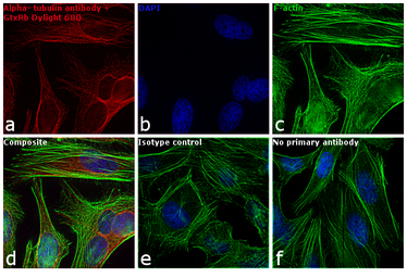 Goat Anti-Rabbit IgG antibody 