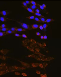 Dynamin 2 antibody
