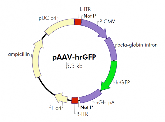 pAAV-hrGFP(pAAVhrGFP)(