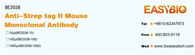 Strep-Tag Mouse Monoclonal Ant