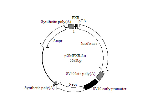 FXR-Luc荧光素酶报告基因质粒批发
