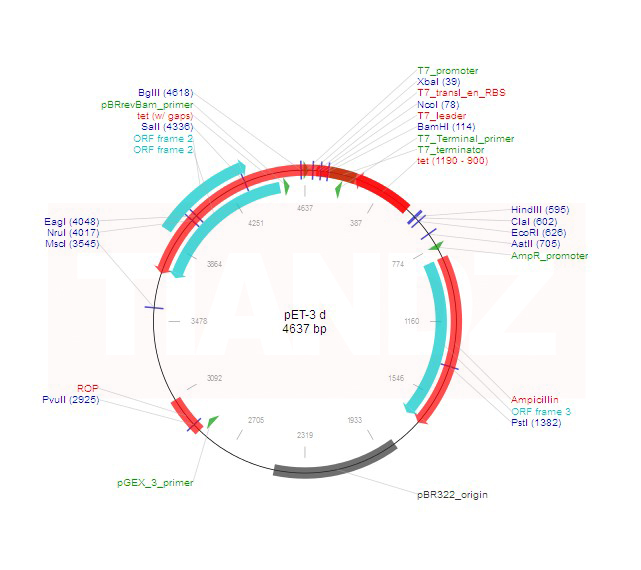 pET-3d(pET3d，pET-3d(+)