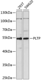 PLTP antibody