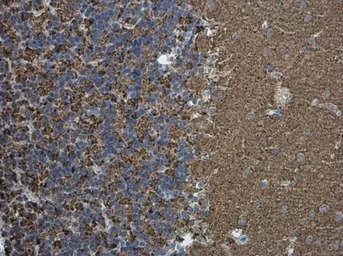 Synaptophysin antibody [GT1825