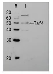 Taf4 (S. cerevisiae) antibody