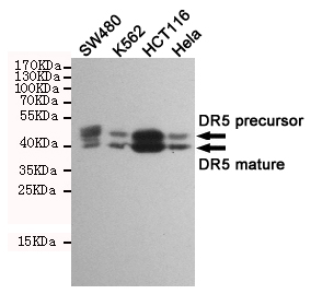 TNFRSF10B Antibody (OAAB21144) in Human SW480, K562, HCT116 and Hela cell using Western Blot