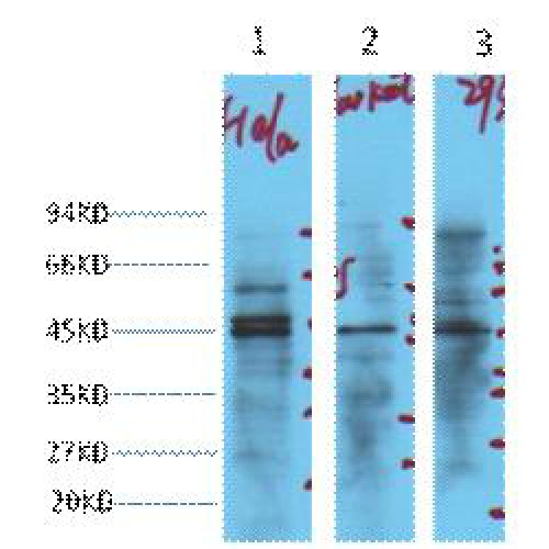 ENO2 Antibody (OASG05151) in HeLa, jurkat, 293 using Western Blot