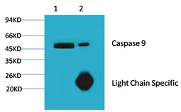 Caspase 9 Mouse Monoclonal An