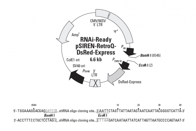 RNAi-Ready pSIREN-RetroQ-DsRed-Express 质粒图谱