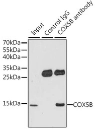 COX5B antibody