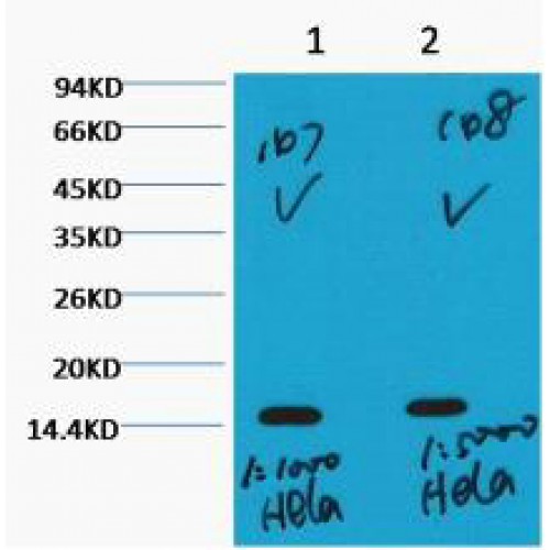 HIST1H3A Antibody (Tri-Methyl-Lys36) (OASG03418) in HeLa, HeLa using Western Blot