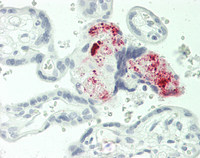 MGP Antibody (OALA08791) in Human Placenta using Immunohistochemistry (paraffin)