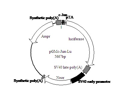 北京现货pUC19 Vector 克隆载体怎么卖