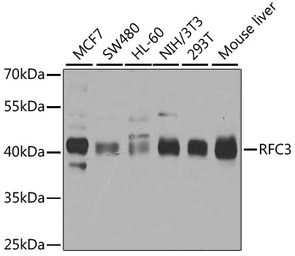 RFC3 antibody