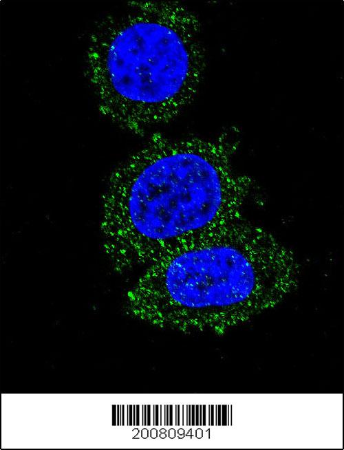 AKT2 antibody (OAAB06706) in Hela using Immunofluorescence