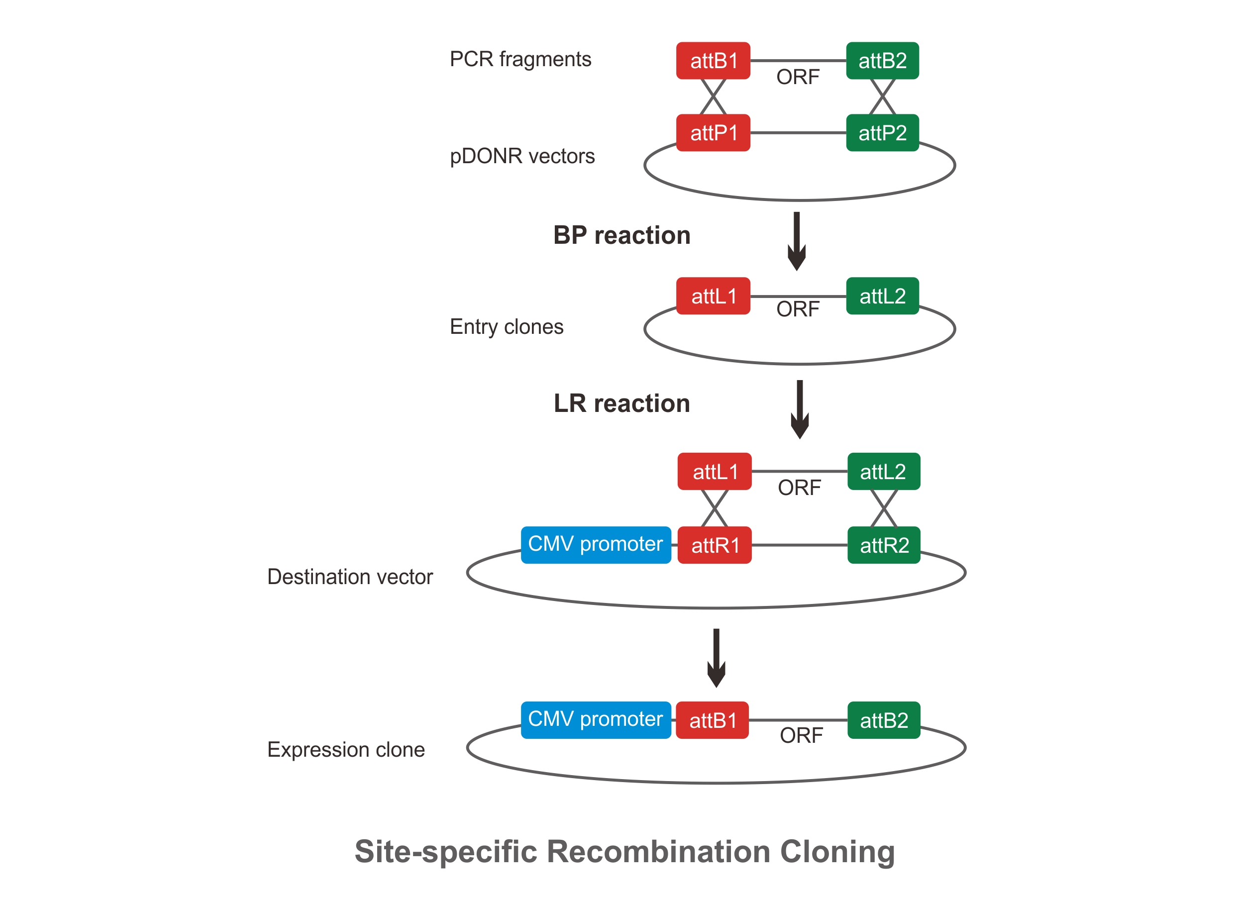 腺病毒包装技术