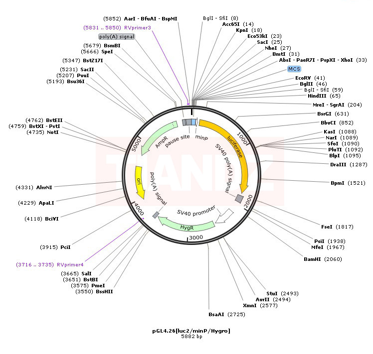pGL4.26[luc2 minP Hygro]