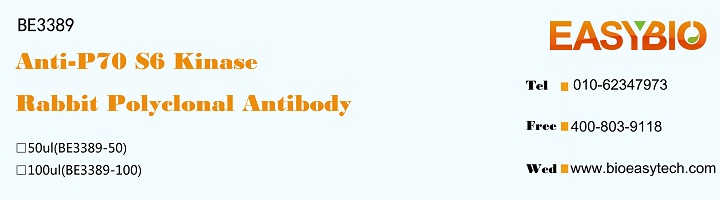 P70 S6 Kinase Rabbit Polyclona