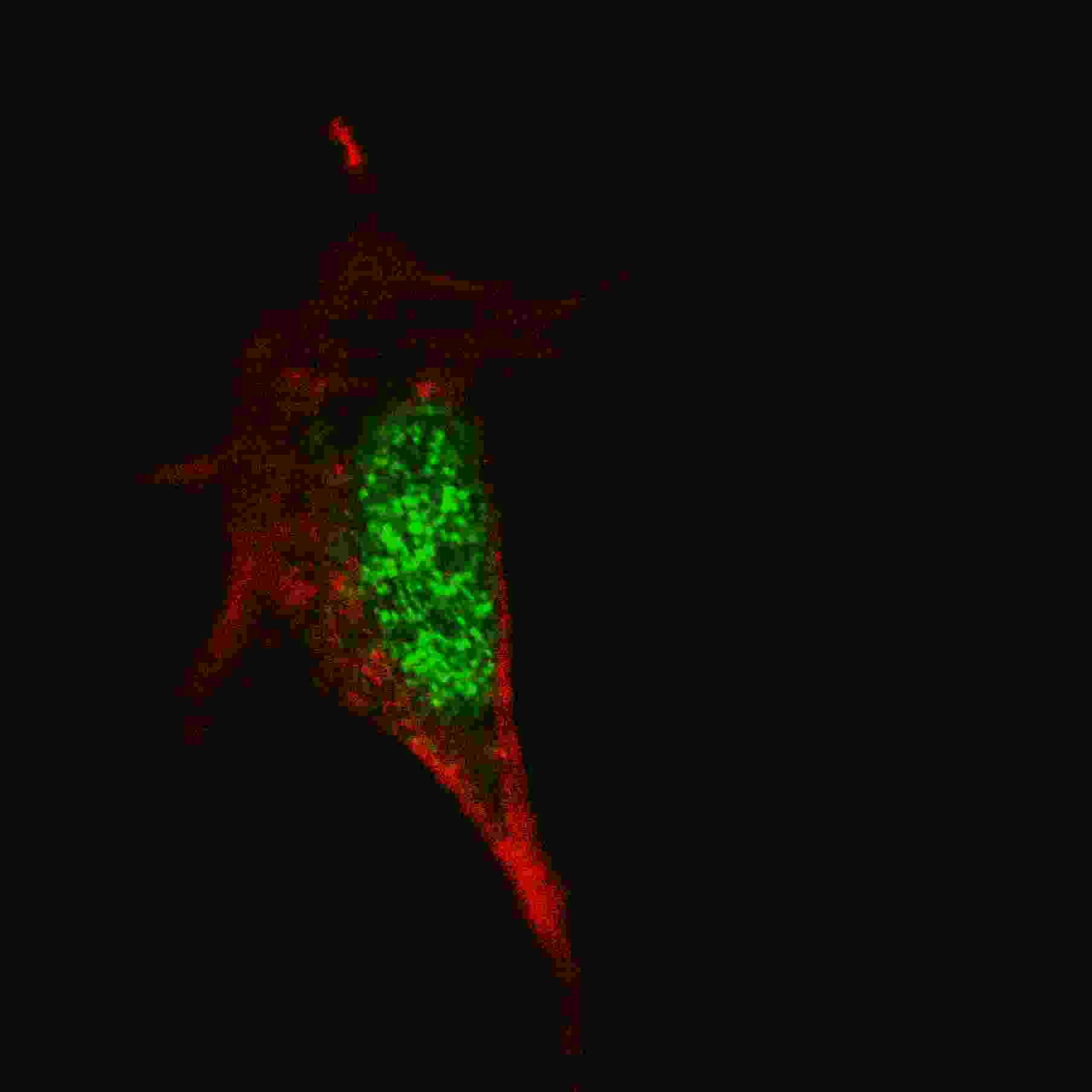 SOX2 Antibody (OAAB07021) in SY5Y using immunofluorescent