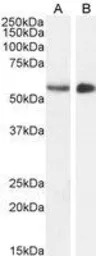 Clik1 / STK35 antibody, C-term