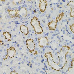 Syntaxin 1a antibody