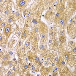 Ribophorin I antibody