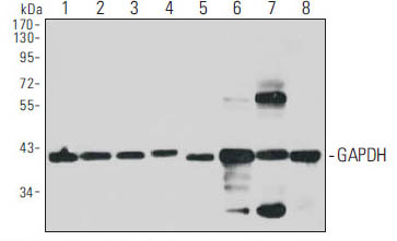 GAPDH (2A8) mAb (OAAH00016) in MCF-7, A549, HepG2, BHK, C2C12, Mouse skeletal muscle, Mouse heart, muscle, Mouse brain.cells using Western Blot