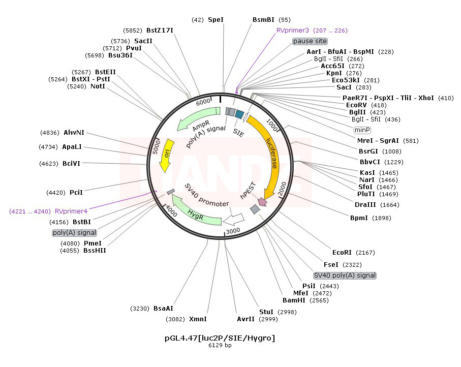pGL4.47[luc2P SIE Hygro]