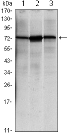 CD276 Antibody (OAEC04678) in HEK293 (1) and CD276-hIgGFc transfected HEK293 (2) cell lysate using Western Blot
