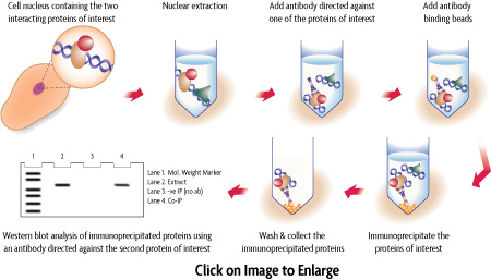 Flow chart of the Co-Immunoprecipitation procedure used in the Nuclear Complex Co-IP Kit