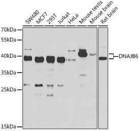 DNAJB6 antibody
