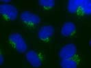 NUCB1 antibody - C-terminal region (P101699_T100) in Rat NRK using Immunohistochemistry