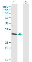 ZNF101 Antibody (OAAL00888) in Transfected 293T cell line using Western Blot
