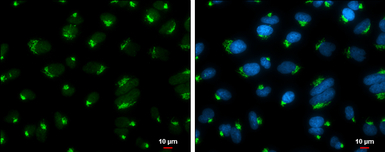 GOLGA5 antibody [GT2726]