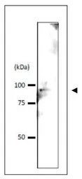 Srb4 (S. cerevisiae) antibody