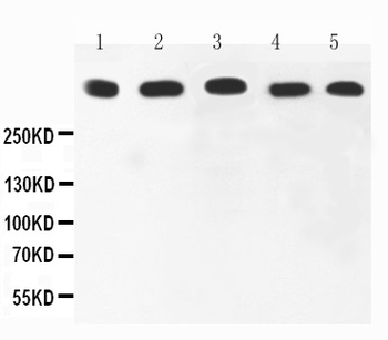 Ki67/MKI67 Antibody 抗体，orb1807
