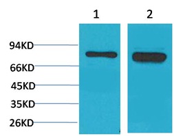 P70 S6 Kinase Rabbit Polyclona