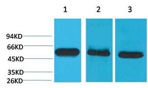 Caspase 8 Mouse Monoclonal Ant