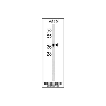 METAP1 antibody (OAAB06826) in A549 using Western Blot