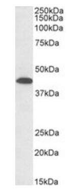 GNA12 antibody 抗体，orb318738，Bi