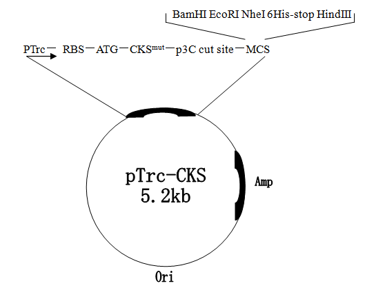 pTrc-CKS质粒图谱