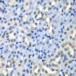 Histone H2A.Z antibody