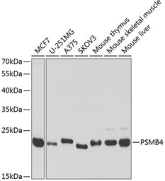 Proteasome beta 4 antibody